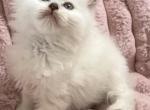 Cinnamon Male Ragdolls - Ragdoll Kitten For Sale - PA&comma; US