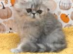 Silver girl Ozark  Missouri - Persian Kitten For Sale - Wichita&comma; KS&comma; US