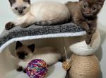 Squishy's babies - Minuet Kitten For Sale - Chase City&comma; VA&comma; US