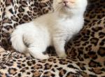 Lilac female - Ragdoll Kitten For Sale - 
