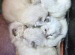 Tica registered Christmas kittens - Ragdoll Kitten For Sale - Butler&comma; PA&comma; US