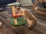 Gaston - Ragdoll Kitten For Sale - 