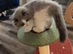 Choco - Ragdoll Kitten For Sale - San Diego&comma; CA&comma; US