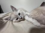 Ragdoll kitten - Ragdoll Kitten For Sale - 7 Corners&comma; VA&comma; US