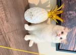 Blue - Ragdoll Kitten For Sale - Murrieta&comma; CA&comma; US