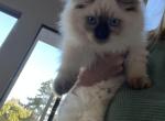 Sylvia - Ragdoll Kitten For Sale - 
