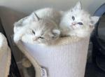 Prince Charmingg - Ragdoll Kitten For Sale - San Diego&comma; CA&comma; US