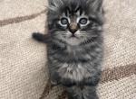 Kittens - Domestic Kitten For Sale - Arlington&comma; WA&comma; US