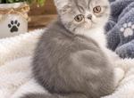 Jordache - Exotic Kitten For Sale - Warminster&comma; PA&comma; US