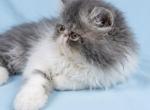 Levi Fluffington - Exotic Kitten For Sale - Warminster&comma; PA&comma; US
