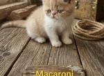 MACARONI - Exotic Kitten For Sale - Warminster&comma; PA&comma; US