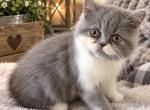 Blu Jean - Exotic Kitten For Sale - Warminster&comma; PA&comma; US