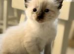 Bubbles - Ragdoll Kitten For Sale - 