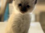 Skittles - Ragdoll Kitten For Sale - 