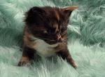 Mystic - Maine Coon Kitten For Sale - 