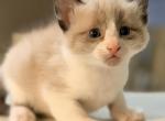 Cody - Ragdoll Kitten For Sale - Gilbert&comma; AZ&comma; US