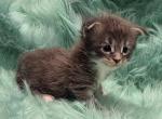 Max - Maine Coon Kitten For Sale - Jamesville&comma; NY&comma; US