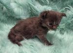 Clover - Maine Coon Kitten For Sale - Jamesville&comma; NY&comma; US