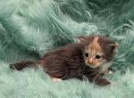 Dolly - Maine Coon Kitten For Sale - 
