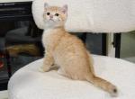 Golden British Shorthair boy - British Shorthair Kitten For Sale - City Of Spokane Valley&comma; WA&comma; US