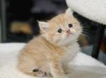 Golden British Shorthair boy - British Shorthair Kitten For Sale - City Of Spokane Valley&comma; WA&comma; US