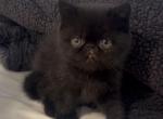 CFA Exotic Persian SH male - Exotic Kitten For Sale - 