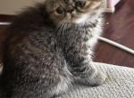 CFA Exotic Persian SH  female - Exotic Kitten For Sale - PA&comma; US