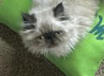 Ruby - Himalayan Kitten For Sale - Medway&comma; OH&comma; US