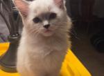 Ragdoll boy - Ragdoll Kitten For Sale - Hesperia&comma; CA&comma; US