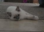 Blue mitted ragdolls - Ragdoll Kitten For Sale - Hesperia&comma; CA&comma; US