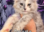 Celeste The Heavenly Litter - Maine Coon Kitten For Sale - Kingman&comma; AZ&comma; US