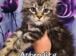 Aphrodite The God & Goddess Litter - Maine Coon Kitten For Sale - Kingman&comma; AZ&comma; US
