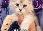 Athena The God & Goddess Litter - Maine Coon Kitten For Sale - Kingman&comma; AZ&comma; US