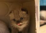 Mr Circle - Scottish Fold Kitten For Sale - NH&comma; US
