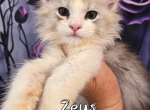 Zeus God & Goddess Litter - Maine Coon Kitten For Sale - Kingman&comma; AZ&comma; US