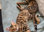 Bengal boys - Bengal Kitten For Sale - Huntington Beach&comma; CA&comma; US