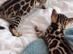 Bella babies - Bengal Kitten For Sale - 