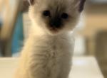 Skit - Balinese Kitten For Sale - Gilbert&comma; AZ&comma; US