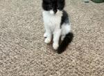 Batman - Maine Coon Kitten For Sale - 