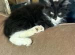 Robin - Maine Coon Kitten For Sale - 