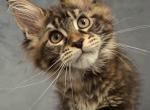 Yokohama - Maine Coon Kitten For Sale - Charlotte&comma; NC&comma; US