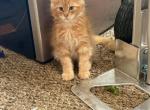 Kovu - Maine Coon Kitten For Sale - Chouteau&comma; OK&comma; US