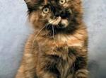 Yucca - Maine Coon Kitten For Sale - Charlotte&comma; NC&comma; US
