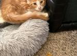Zazu - Maine Coon Kitten For Sale - Chouteau&comma; OK&comma; US
