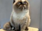 Seal Tortie points Exotic shorthair female - Exotic Kitten For Sale - Brooklyn&comma; NY&comma; US