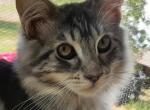 Purebred Maine Coon Classic Tabby Female - Maine Coon Kitten For Sale - Black Diamond&comma; WA&comma; US