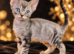 DBE Devon Rex - Devon Rex Kitten For Sale - Hollywood&comma; FL&comma; US