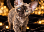 Devon Rex Tortie - Devon Rex Kitten For Sale - Hollywood&comma; FL&comma; US