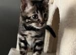 Silver charcoal green collar - Bengal Kitten For Sale - Litchfield&comma; IL&comma; US