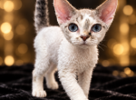 Devon Rex with blue eyes - Devon Rex Kitten For Sale - Hollywood&comma; FL&comma; US